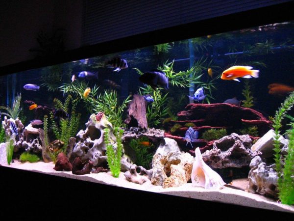 Aquarium Decoration by Creating Picturesque Underwater Landscapes